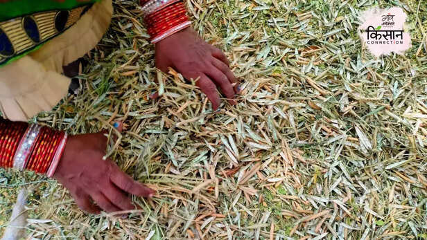 366653-women-farmers-uttar-pradesh-heatwave-health-climate-change-women-farm-labourers-livelihood-6