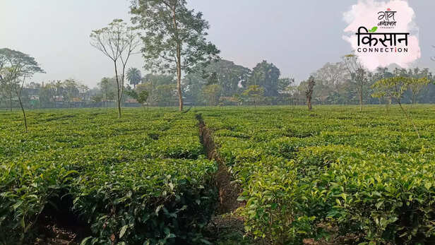 364622-darjeeling-tea-west-bengal-organic-farming-input-costs-low-production-climate-change-1