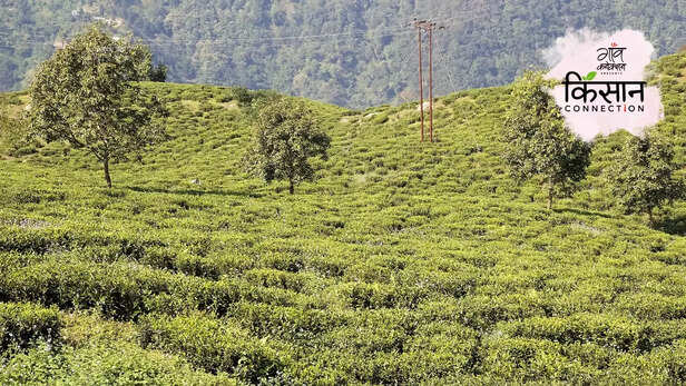 364623-darjeeling-tea-west-bengal-organic-farming-input-costs-low-production-climate-change-3