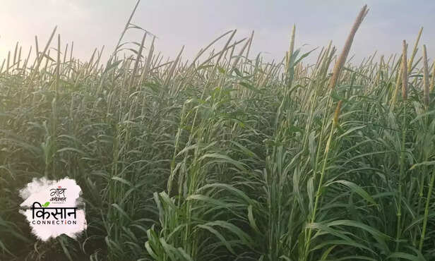 366152-sada-gold-bajra-turkey-millet-bharatpur-rajasthan-farmers-millet-farming-3