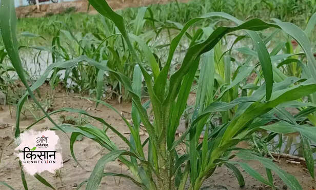 366154-sada-gold-bajra-turkey-millet-bharatpur-rajasthan-farmers-millet-farming-2