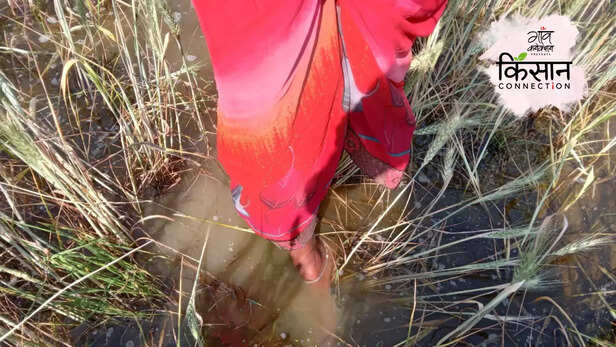 363956-uttar-pradesh-chandauli-rural-north-india-heat-wave-summer-rabi-crop-wheat-farmers-flood-canal-6