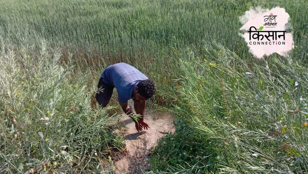 363959-uttar-pradesh-chandauli-rural-north-india-heat-wave-summer-rabi-crop-wheat-farmers-flood-canal-2