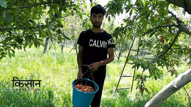 365931-cherry-kashmir