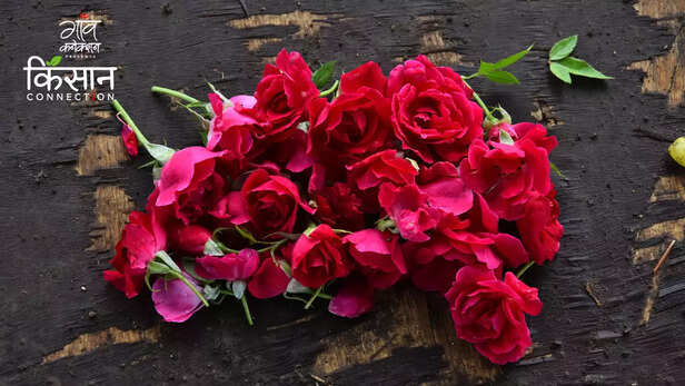 363364-rose-farming-khandoba-farmer-producer-company-solapur-maharashtra-rose-water-for-floriculture-3