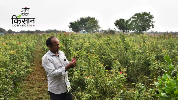 363363-rose-farming-khandoba-farmer-producer-company-solapur-maharashtra-rose-water-for-floriculture-5