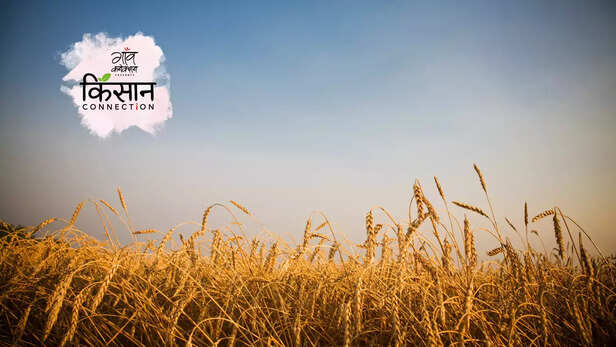 364779-global-warming-heat-waves-farming-distress-agriculture-india-climate-change-farmers-production-3