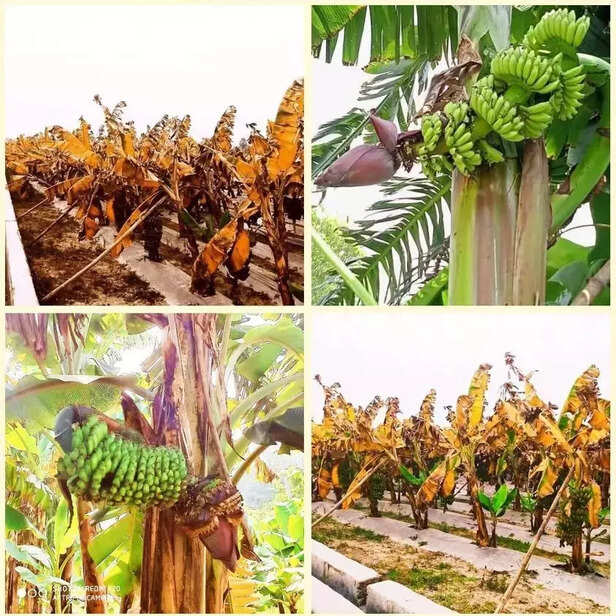 368992-banana-choke-throat-bananas-disorders-banana-cultivation-winter-1