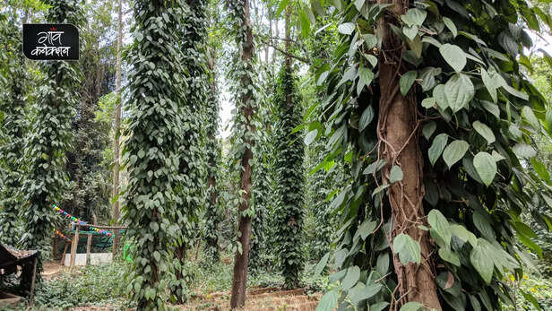 365290-natural-green-house-model-project-kondagaon-chhattisgarh-information-detail-black-pepper-farming-1