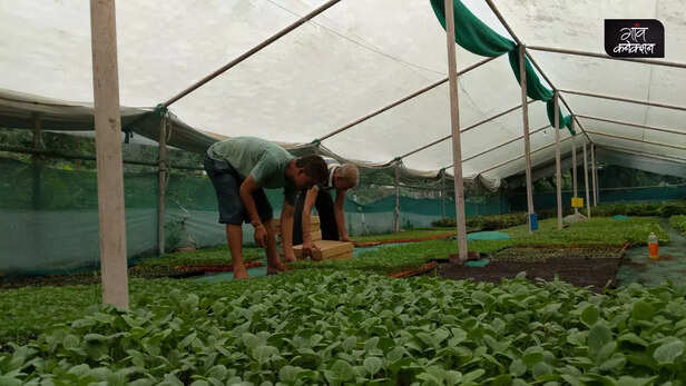 360348-greenhouse-shade-house-subsidy-horticulture-department-farming-polyhouse-1