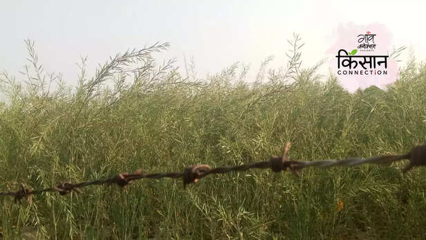 363816-mustard-crop-heatwave-oilseed-cultivation-climate-change-uttar-pradesh-mustard-production-4