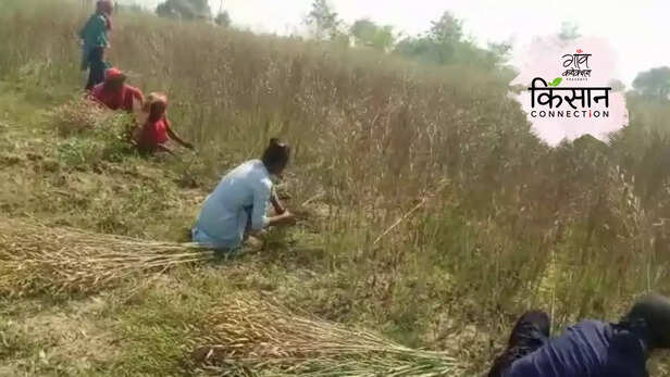 363817-mustard-crop-heatwave-oilseed-cultivation-climate-change-uttar-pradesh-mustard-production-1