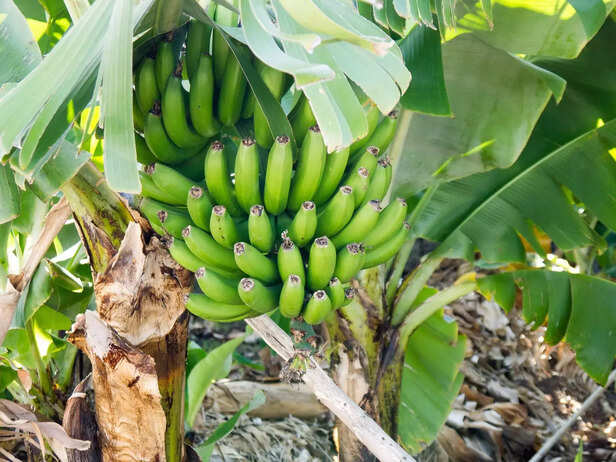 352793-mobile-app-banana-farming-gaon-connection-1