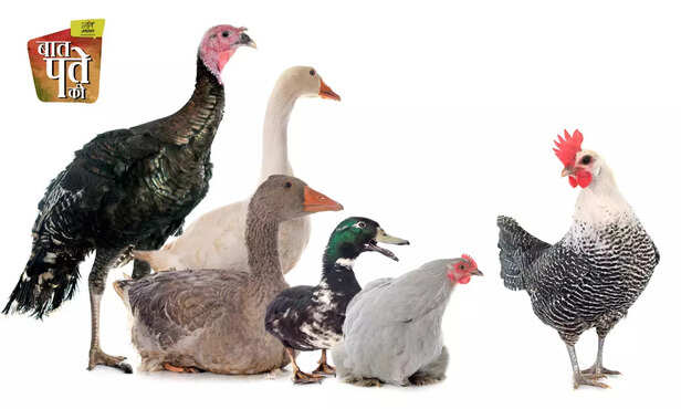 370534-poultry-farming-training-program-icar-cari-commercial-poultry-farming-broiler-layer-backyard-guinea-fowl-turkey-quill-1