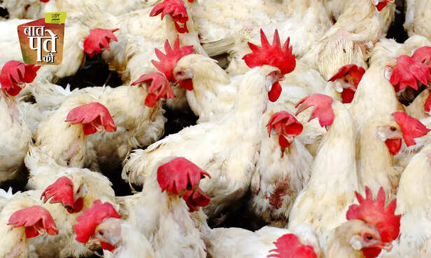 370535-poultry-farming-training-program-icar-cari-commercial-poultry-farming-broiler-layer-backyard-guinea-fowl-turkey-quill-6