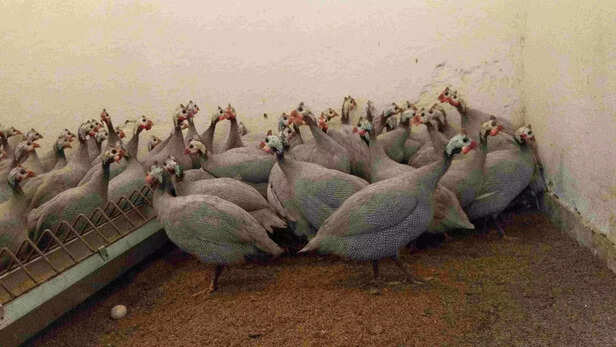 351433-poultry-farming-trainning-turkey-guini-fowl-broiler-layer-farming-cari-gaon-connection-1-scaled