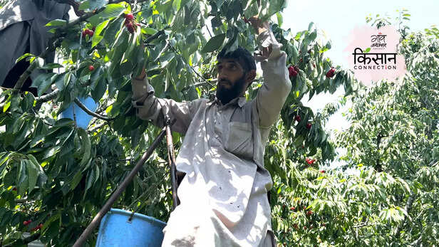 365952-cherry-farmers-srinagar-jammu-kashmir-climate-change-rainfall-hailstorm-5