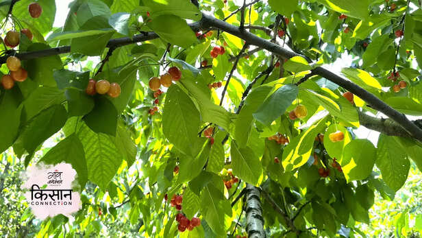 365953-cherry-farmers-srinagar-jammu-kashmir-climate-change-rainfall-hailstorm-1