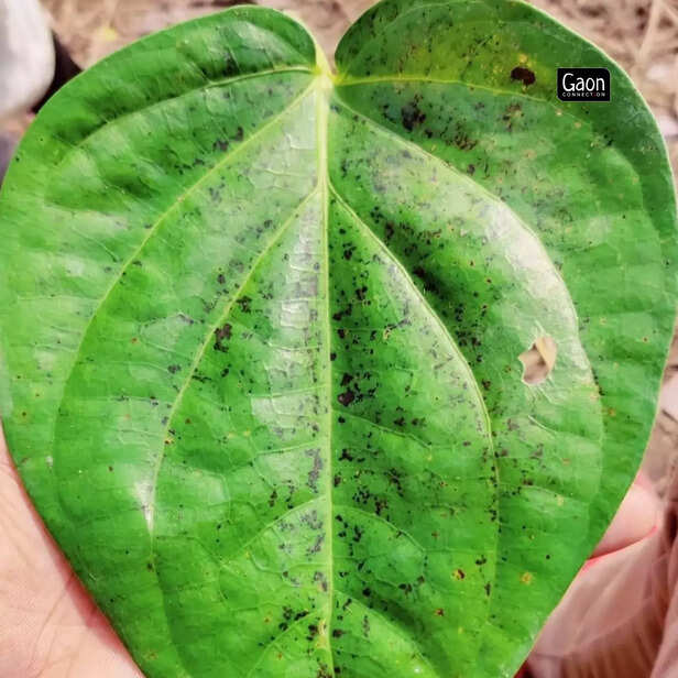 364042-untitled-design-3