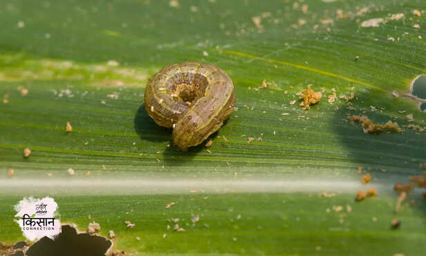 371073-fall-armyworm-integrated-pest-management-system-ipm-2