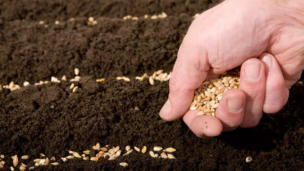 361622-online-booking-wheat-varieties-wheat-and-barley-research-institute-karnal-haryana-dbw-187-karan-vandana-dbw-222-karan-narendra-5