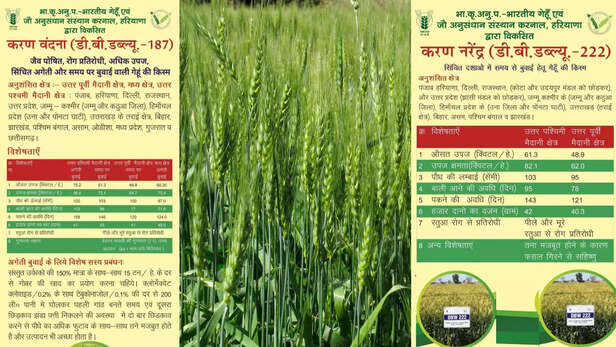 361623-online-booking-wheat-varieties-wheat-and-barley-research-institute-karnal-haryana-dbw-187-karan-vandana-dbw-222-karan-narendra-1