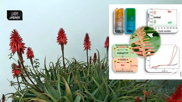 353980-aloe-vera-chemical-used-in-memory-chips-iit-indore-study-new-1