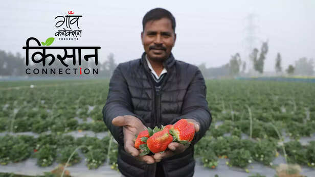 363111-strawberry-farming-barabanki-uttar-pradesh-strawberry-cultivation-guide-cash-crop-profitable-farming-6