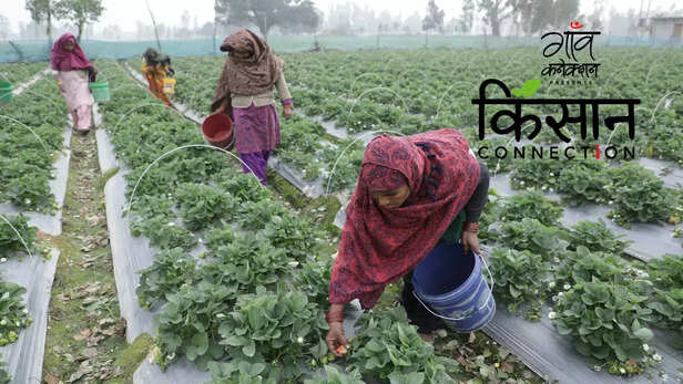 363114-strawberry-farming-barabanki-uttar-pradesh-strawberry-cultivation-guide-cash-crop-profitable-farming-3
