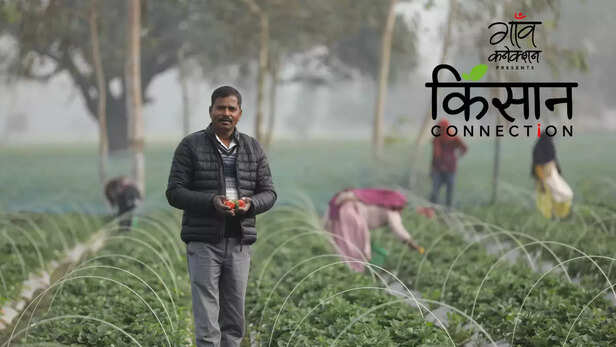 363115-strawberry-farming-barabanki-uttar-pradesh-strawberry-cultivation-guide-cash-crop-profitable-farming-5