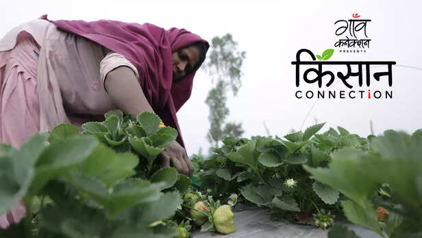 363116-strawberry-farming-barabanki-uttar-pradesh-strawberry-cultivation-guide-cash-crop-profitable-farming-4