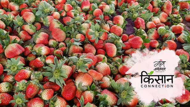 363117-strawberry-farming-barabanki-uttar-pradesh-strawberry-cultivation-guide-cash-crop-profitable-farming-1