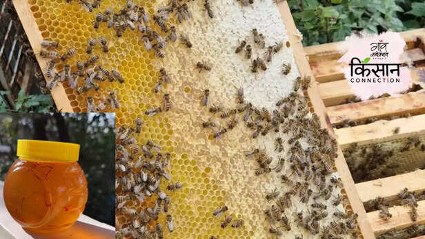 365227-jammu-kashmir-youth-honey-production-saffron-horticulture-entrepreneur-startup-4