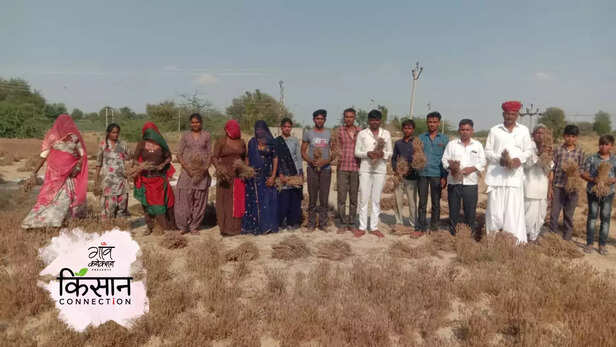 364130-cumin-crop-rajasthan-cold-wave-heatwave-hailstorm-isabgol-castor-seeds-jeera-farmers-4