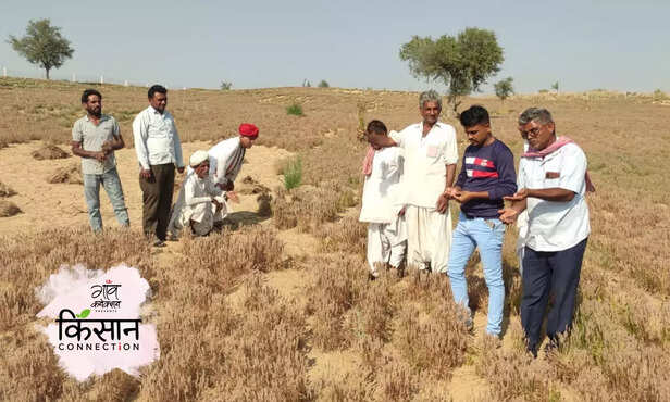 364132-cumin-crop-rajasthan-cold-wave-heatwave-hailstorm-isabgol-castor-seeds-jeera-farmers-5