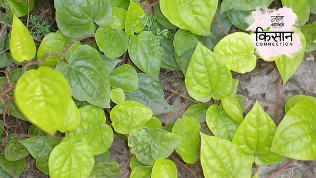 364044-betel-leaf-cultivation-loss-livelihood-income-bihar-munger-agriculture-paan-1