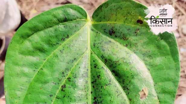 364045-betel-leaf-cultivation-loss-livelihood-income-bihar-munger-agriculture-paan-2