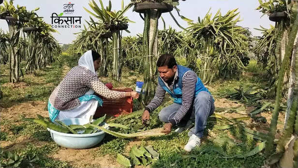 363329-dragon-fruit-farming-mirzapur-uttar-pradesh-women-farmer-horticulture-1