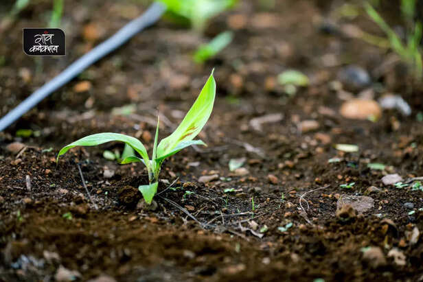 banana farming uttar pradesh fertilizer growth production irrigation (1)