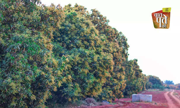 370283-mango-flowers-season-mango-farmers-farming-pest-disease-management-5