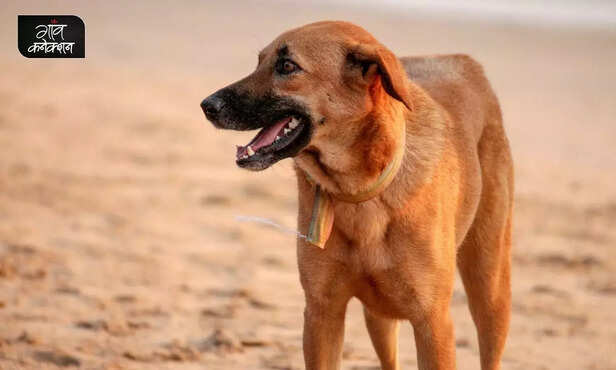 360145-animal-covid-vaccine-anocovax-icar-nrc-hisar-corona-virus-lion-cat-dogs-pets-2