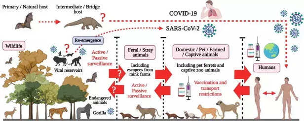 360146-animal-covid-vaccine-anocovax-icar-nrc-hisar-corona-virus-lion-cat-dogs-pets-1