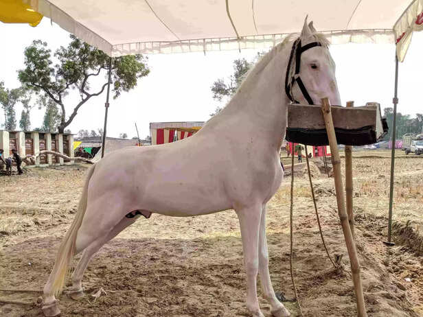 360147-353405-glanders-disease-gaon-connection-scaled