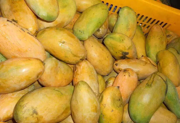 354450-mallika-mango-variety-taste-information-dasheri-chausa-neelum-mango-variety-1