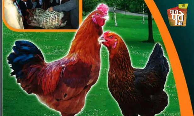 370547-native-indigenous-advanced-poultry-breed-backyard-farming-egg-meat-production-cari-debendra-nirbheek-aseel-vanaraja-srinidhi-gra-6