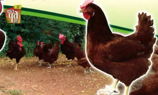 370548-native-indigenous-advanced-poultry-breed-backyard-farming-egg-meat-production-cari-debendra-nirbheek-aseel-vanaraja-srinidhi-gra-7