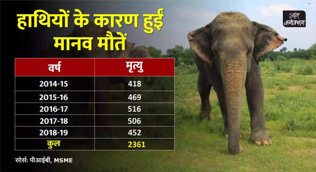 356807-re-hab-project-in-assam-to-prevent-elephant-human-conflicts-using-tiny-bees-2-scaled