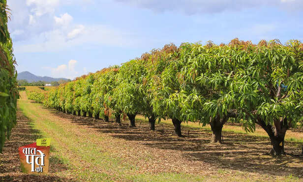 369480-horticulture-crops-mango-litchi-farming-winter-flowering-advisory-3