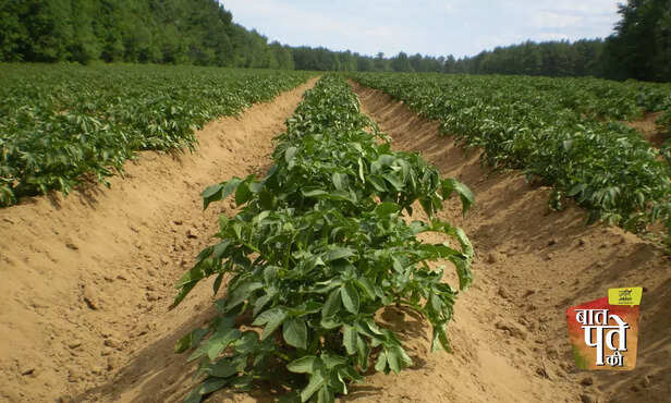 367279-international-potato-research-institute-agra-uttar-pradesh-potato-cultivation-potato-variety-2