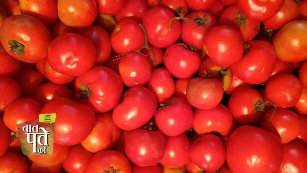 366362-tomato-price-hike-tomato-cultivation-kitchen-garden-terrace-garden-tomato-variety-3